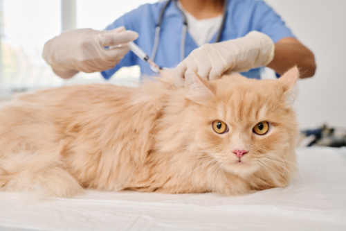 Kat krijgt een vaccinatie.
