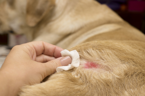 Desinfectie van een wond op de buik van een hond