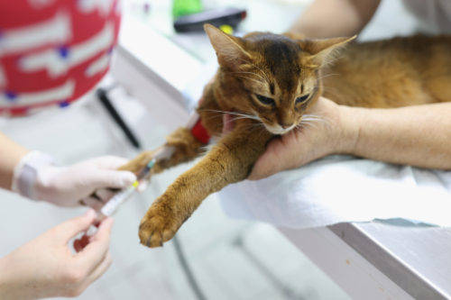 Bloedafname bij de kat om een FIV besmetting vast te stellen.