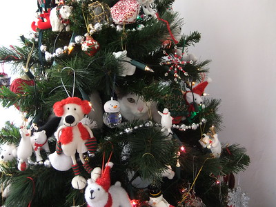 kat gebruikt de kerstboom als krabpaal.