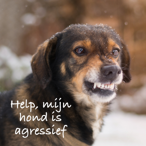 Agressie bij honden: oorzaken en oplossingen