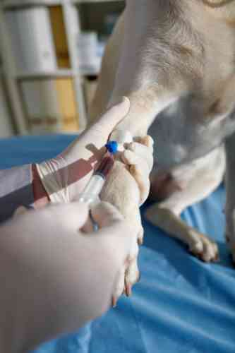 Er wordt bloed afgenomen uit de poot van een hond om de diagnose van nierfalen te stellen.