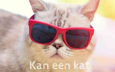 Zweten katten? Alles wat je moet weten over hoe en waarom katten zweten