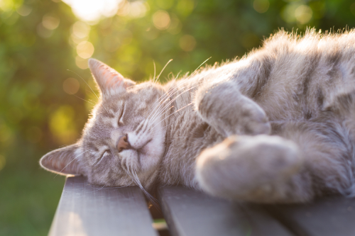 Een kat zal niet snel gaan zweten wanneer hij in de zon ligt.