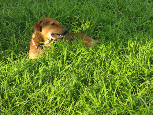 Deze hond eet gras omdat hij last heeft van misselijkheid.