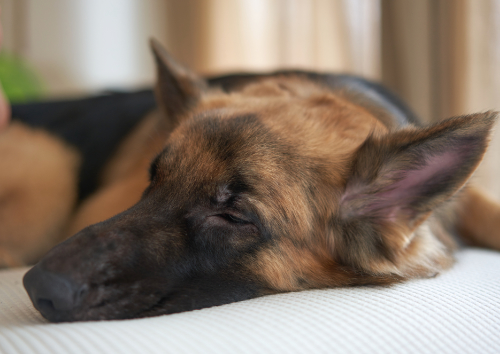 Een baarmoederontsteking bij de hond – Hoe voorkom je dit?