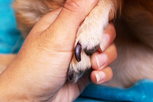 Wat te doen als je hond een gescheurde nagel heeft.