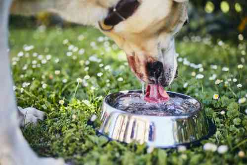 Hond drinkt water uit een waterbak