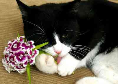 Kat kauwt op bloem en gaat hierdoor kwijlen.