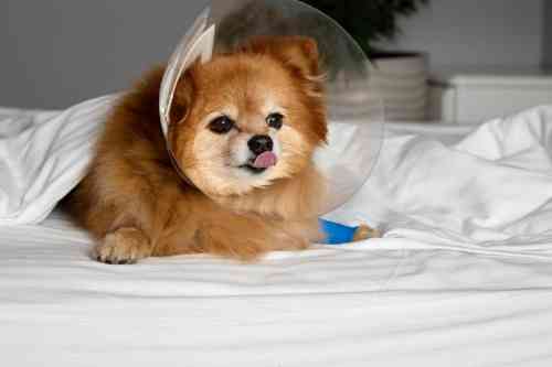 Een kleine hond krijgt een infuus om zijn verhoogde nierwaarden te verlagen.