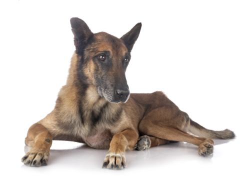 heldin Pech kans Suikerziekte bij de hond - Oorzaken, diagnose en behandeling