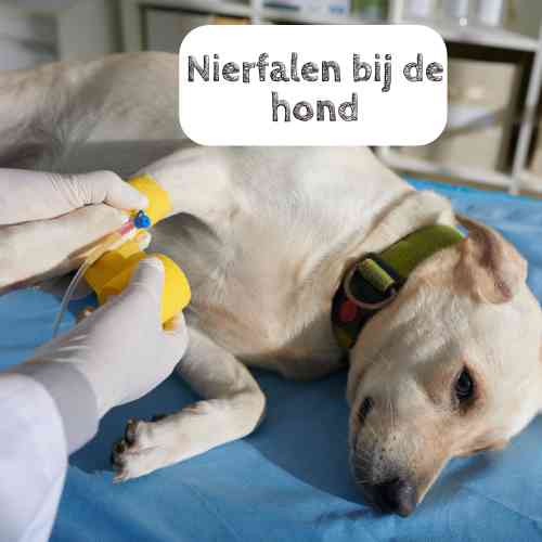 Hond met nierfalen krijgt een infuus toegediend.