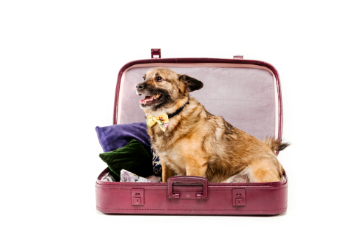 Op reis gaan als je hond suikerziekte heeft is extra lastig.