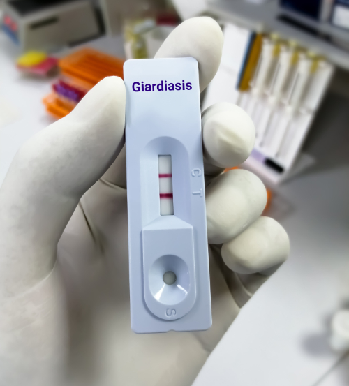 Giardia is vaak de oorzaak van diarree bij honden. Een giardia test is dan de eerste stap in de oplossing van de diarree.