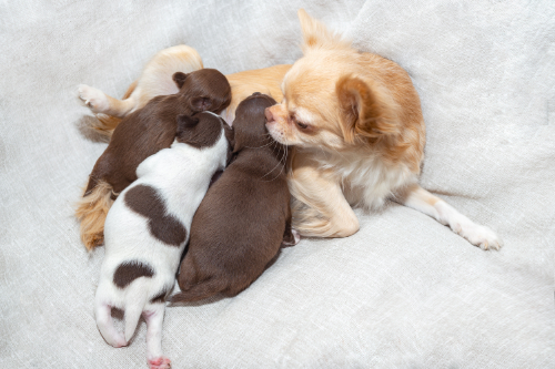 Chihuahua geeft melk aan pups die niet van haar zijn. Schijndracht zorgt ervoor dat dat kan.