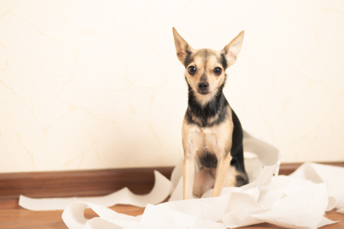 Hond omwikkeld met wc papier omdat hij aan de diarree is.