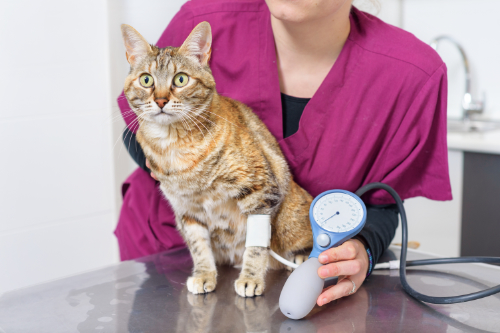 De bloeddruk wordt bij deze kat gemeten om een hoge bloeddruk vast te stellen.