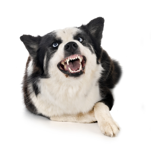 Hond laat zijn tanden zien. Dit is een vorm van agressie.