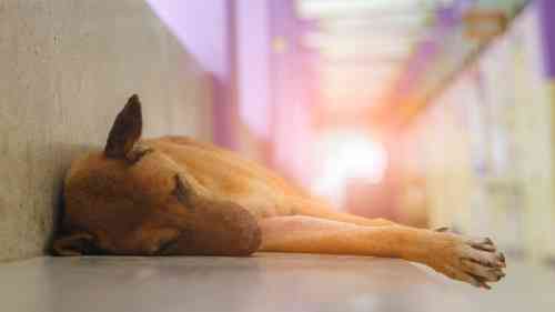 Magere hond voelt zich ziek als gevolg van nierfalen.