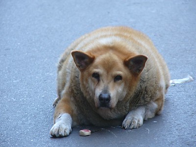 Overgewicht bij honden geeft meer kans op vetbulten bij je hond.