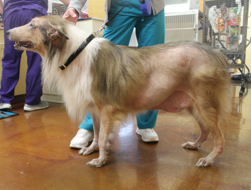 Een hond met een slechte vacht, sloomheid, lusteloosheid en vetophoping in het lichaam is kenmerkend voor een hond met schildklier problemen.