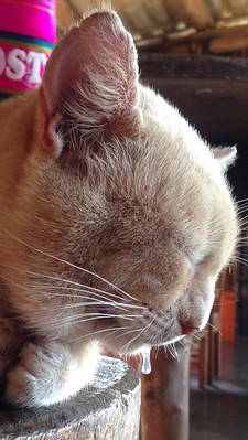 Kat knijpt zijn ogen dicht en kwijlt. Hij voelt zich niet lekker omdat hij misselijk is.