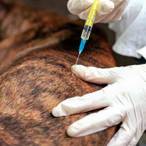 Hond krijgt een injectie in een vetbult