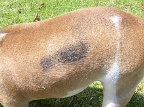 kaalheid op de flanken van een bulldog.