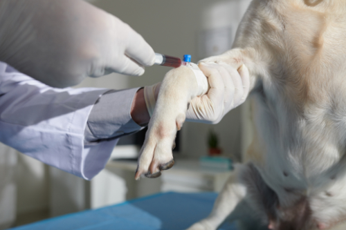 Bloed wordt afgenomen om een schildklier probleem vast te stellen bij deze hond.
