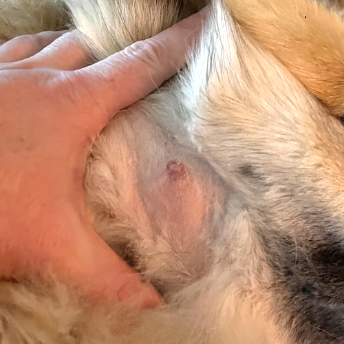 tumor op de borst bij een hond. Deze tumor is goedaardig.