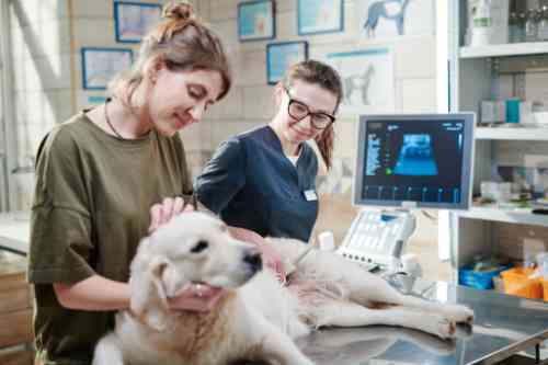 De oorzaak waardoor een hond niet kan plassen wordt vastgesteld door een echografie van de blaas en urinewegen.