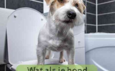 Wat als je hond niet kan plassen?