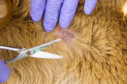 Rode plek op de huid van een hond wordt kaal geknipt om de wond te helpen genezen.