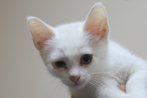 Kitten met een vies oogje als gevolg van een infectie.