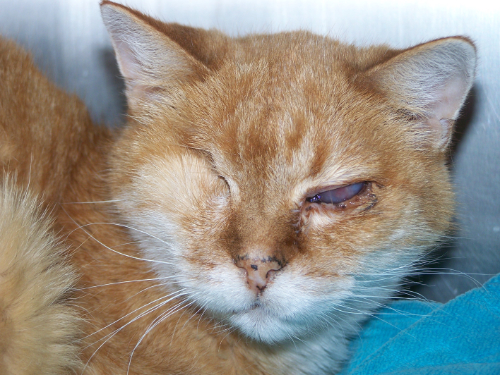 Een kat met een hoornvliesbeschadiging als gevolg van een vechtpartij.