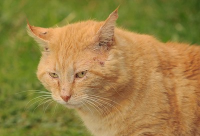 Diverse wonden en krassen rond de oren van een kat. Ook zien we vuile oren bij deze kat.