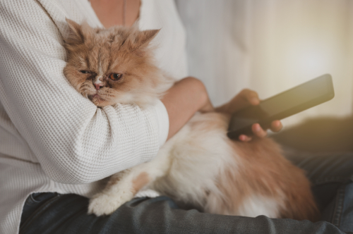 Welk lichaamsdeel van je kat heeft een probleem?