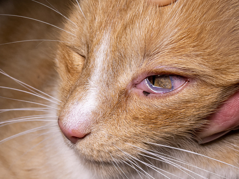 Oogwit van een kat ziet rood als gevolg van een oogontsteking