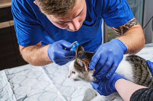 Een oorontsteking bij de kat wordt beoordeeld door een dierenarts.