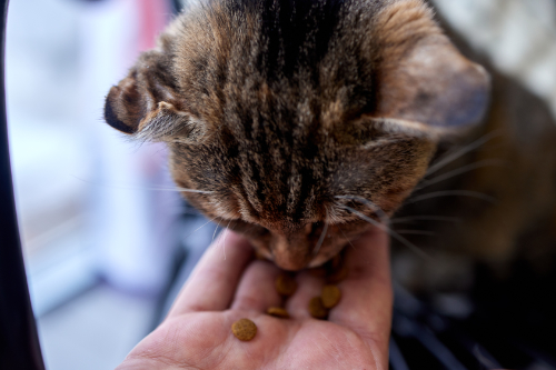 Een kat met een schrompeloor als gevolg van een onbehandeld oorhematoom.