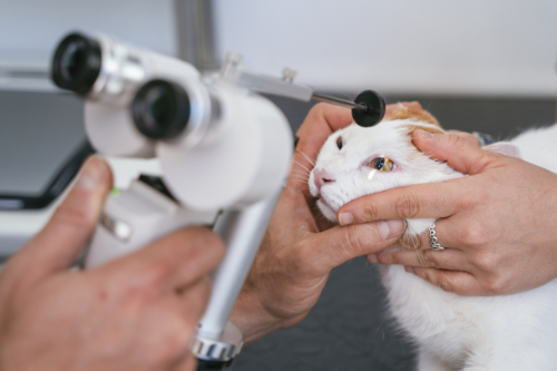 Een kat met een vergroot oog ondergaat een oogonderzoek door een dierenarts.