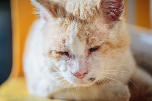 Met welk deel van zijn kop heeft je kat problemen?