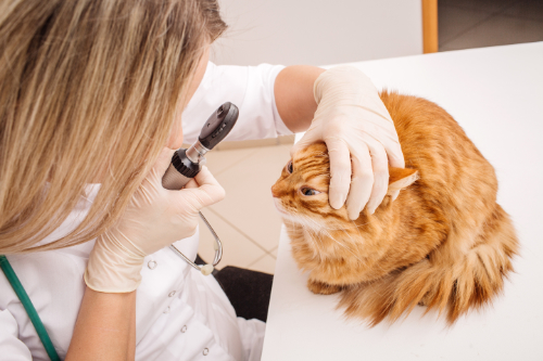 Dierenarts onderzoekt een kat met een oogontsteking.