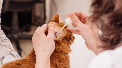 Een oorontsteking bij de kat behandel je door het geven van oordruppels.