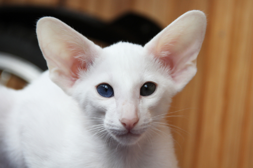 Kat met gigantisch grote oren.