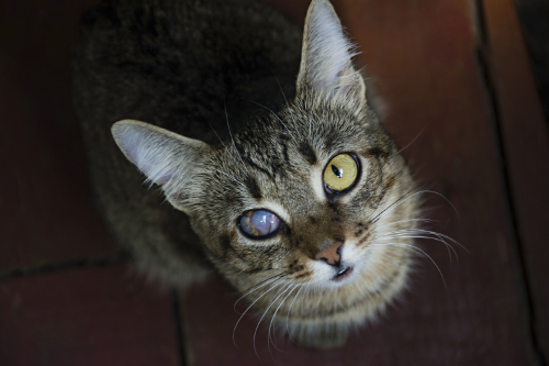 Welk probleem zie je aan het oog of ogen van je kat?