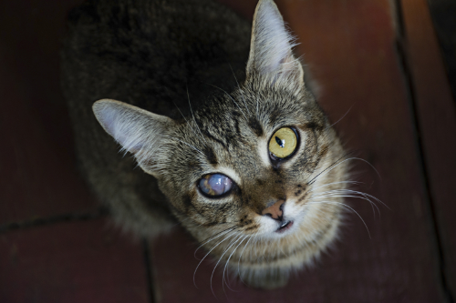 Een kat met een witte vlek op het oog. Dit is ontstaan als gevolg van een hoornvliesbeschadiging.