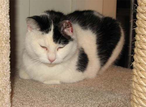 Kat met een plaveicelcarcinoom, een vorm van oorkanker bij de kat.