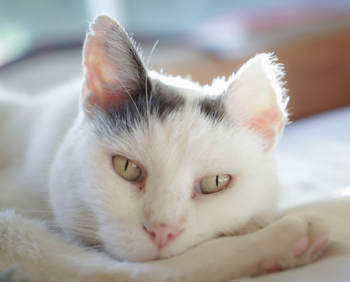 Een kat met een wond aan zijn oor heeft helaas een operatie moeten ondergaan waarbij een deel van zijn oor verwijderd werd.