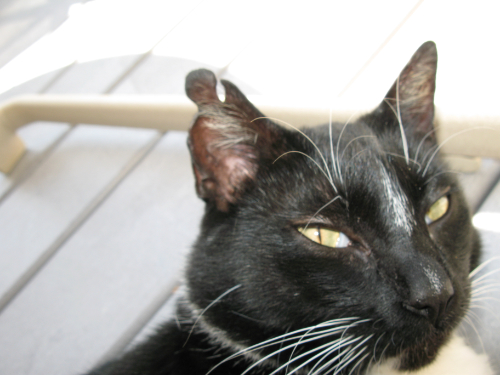 Kat met een wond aan zijn oor heeft gezorgd voor littekenweefsel.